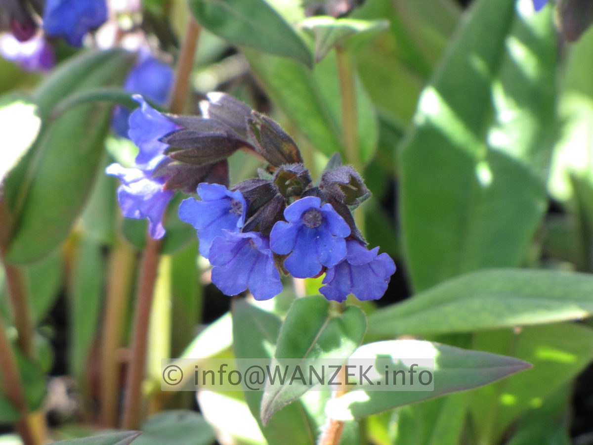 Pulmonaria angustifolia Blue Ensign 04.JPG